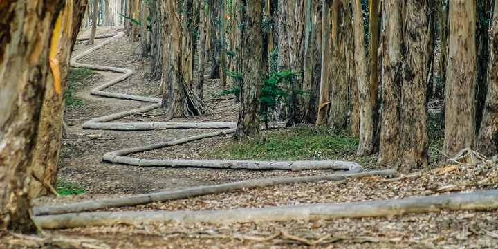 Andy Goldsworthy Presidio Installation